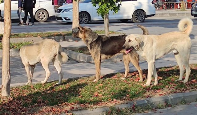 Vali Yunus Sezer, sokak köpeklerine ilişkin açıklama yaptı