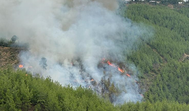 Adana'da korkutan orman yangını