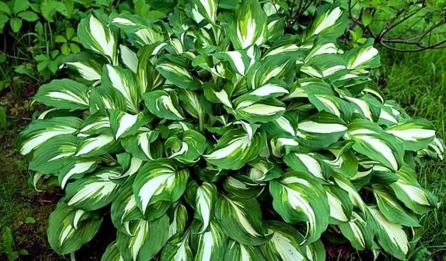 Hosta Çiçeği Nedir, Hosta Çiçeği Bakımı