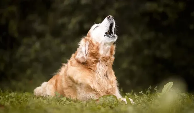 Köpeğim Herkese Havlıyor, Köpeğim Herkese Neden Havlıyor?