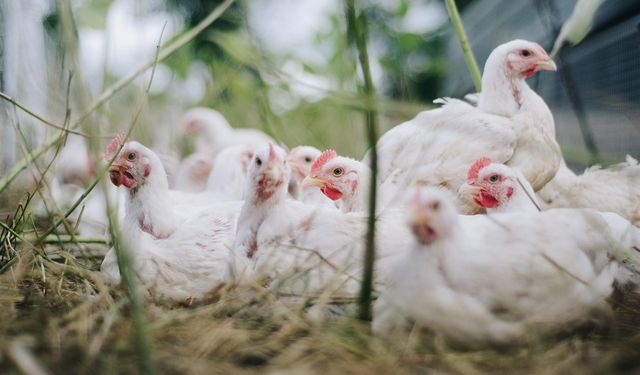 Yıllardır korkulan oldu! Kuş gribi ilk kez bir insanda görüldü