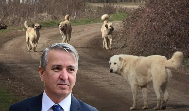 Yeni Şafak Gazetesi yazarı Aydın Ünal'dan skandal sözler! Köpekleri itlaf etmek normaldir