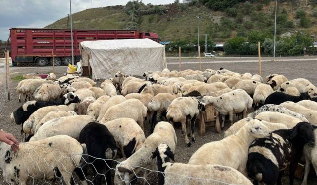 Kurban fiyatlarına yüzde 300'e varan zam! Emekli pazardan eli boş dönecek