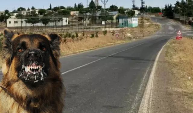 Ankara Valiliği'nden 'hastalıklı köpek' açıklaması! 'Tüm birimlerimiz teyakkuza geçirildi'