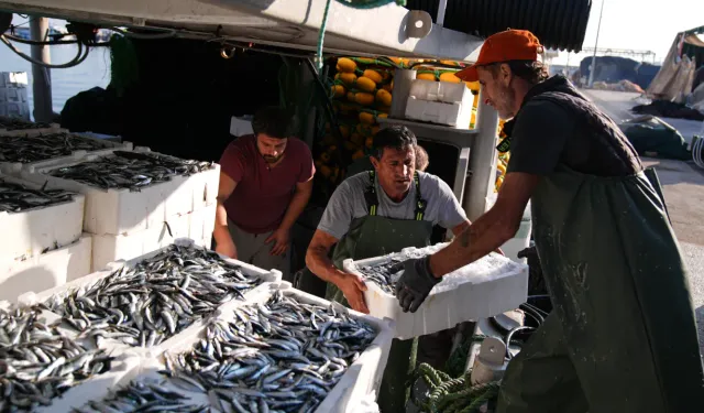 İzmir'de balığa doyacağız: Sardalya'nın kasası Güzelbahçe'de 400 lira