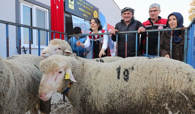 İzmir'de yerel üreticilere destek: Damızlık koyunlar sahiplerine teslim edilecek
