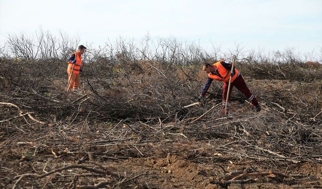 İzmir ve Manisa'da 'Alev savaşçıları' bu kez fidan dikimi için sahada