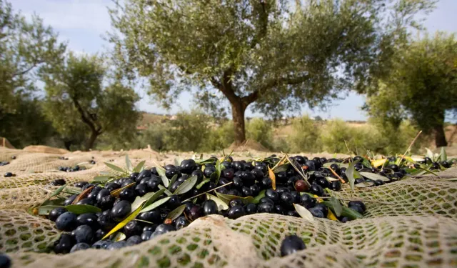 Aliağa’da zeytin hasadı başladı: Hırsızlığa karşı önlemler artırıldı
