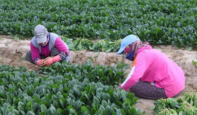 İzmir'de hasat bereketi fiyatlara yansımadı: Ispanak el yakıyor, tarlada 6 lira, tezgahta 40 lira