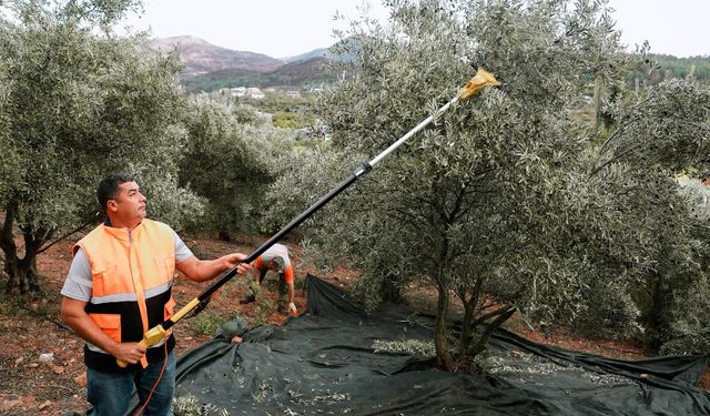İzmir'de yerel üreticilere destek: Zeytinler burada sıkılıyor!