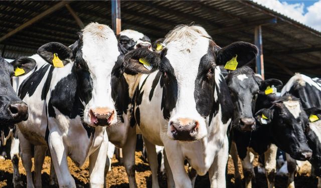 Urla’da şap karantinası: Hayvan hareketleri durduruldu