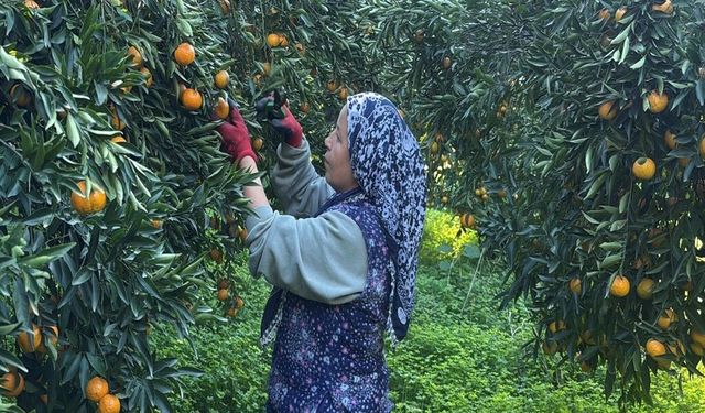 Bodrum mandalinasında tehlike çanları: Rekolte düştü, fiyat 100 liraya çıktı