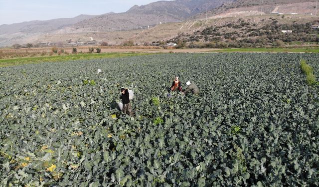 İzmir Menemen'de brokoli hasadı başladı: 50 liradan tezgahlara indi