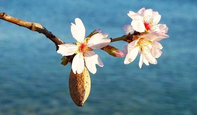 Datça’da beyaz ve pembe manzara: Bademler çiçeklendi