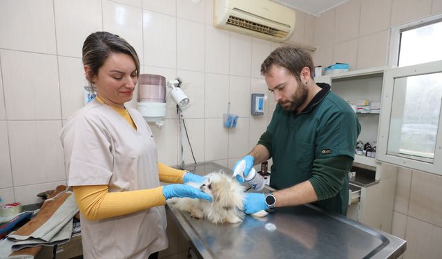 Gaziemir’de sokak hayvanları için yoğun mesai: 6 bin 188 can tedavi edildi