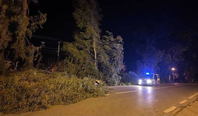 Foça’da fırtına: Ağaç otomobillerin üzerine devrildi