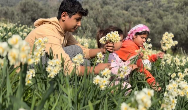 Bayındır'ın mis kokulu nergisi Alzheimer'a çare olacak!