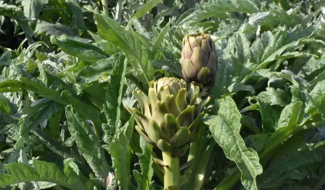 İzmir’de enginar bereketi: Menemen'de hasat yüzleri güldürdü