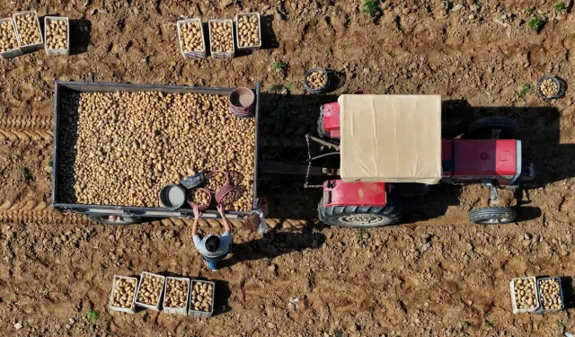 Ödemiş'te patates mesaisi ikiye katlandı: Hasat da var ekim de