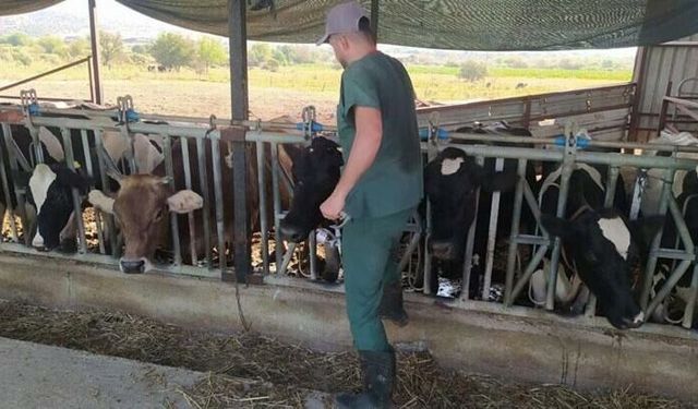 Aydın’da şap alarmı: 17 mahallede karantina başladı