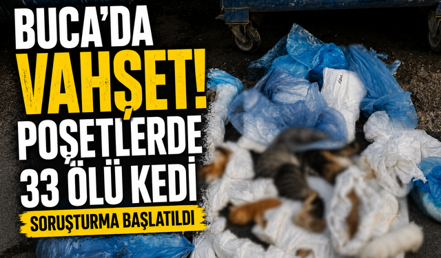Buca’da hayvan katliamı şüphesi... 33 kedi ölü bulundu