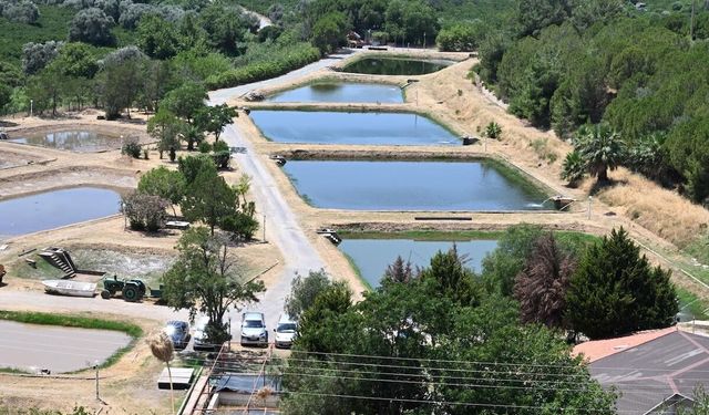 Seferihisar’da yavru balık üretim seferberliği: Ürkmez'de yetiştirildi, 100 göl ve gölete bırakıldı