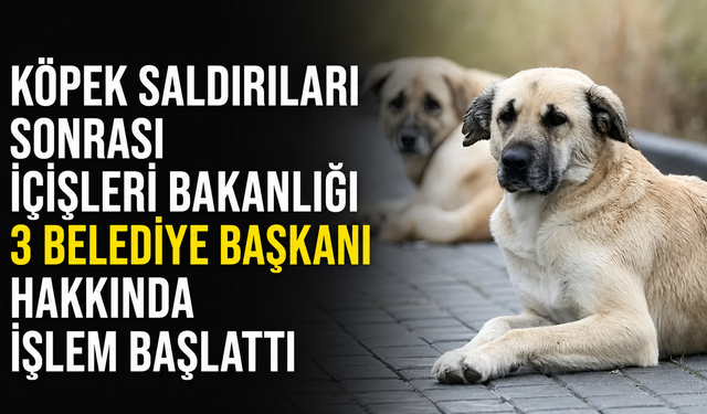 Köpek saldırıları sonrası üç belediye başkanı için işlem başlatıldı
