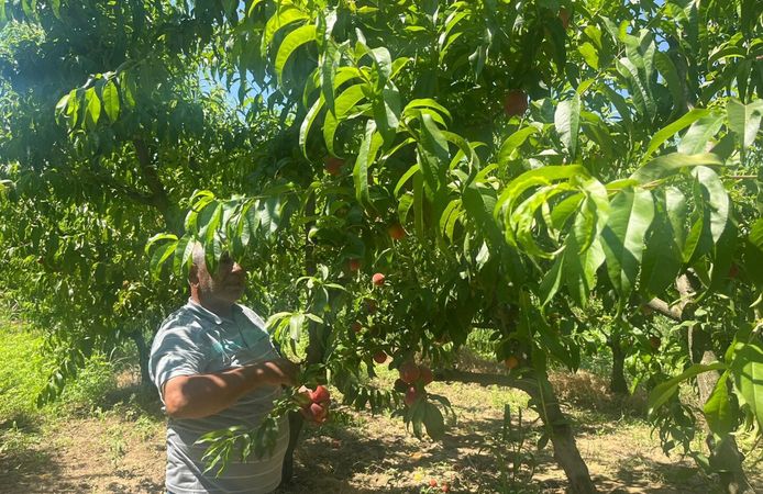 Yağışlar verimi artırdı; Kemalpaşa'da hasadı süren şeftalide yüksek rekolte bekleniyor