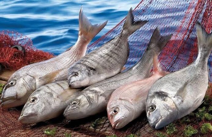 Muğla’nın su ürünleri ihracat geliri ilk yarıda yüzde 25 arttı