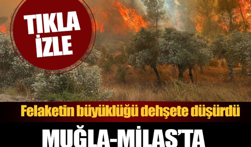 Muğla'da ciğer yakan yangın: Felaketin büyüklüğü dehşete düşürdü