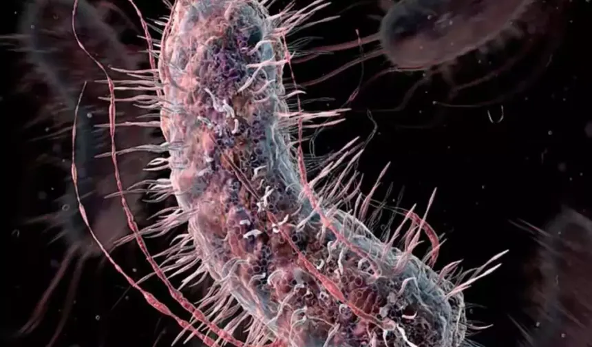 ABD'de korkutan et yiyen bakteri salgını! 6 kişi hayatını kaybetti