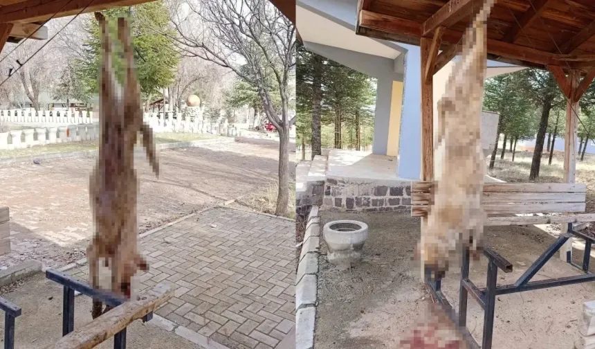 Afyon Bolvadin'de köpek, işkence yapılarak öldürüldü