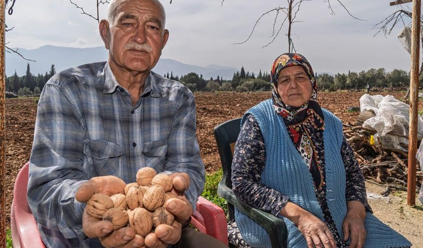 Kemalpaşa’da kesilen 30 ceviz ağacının yerine umut filizlendi