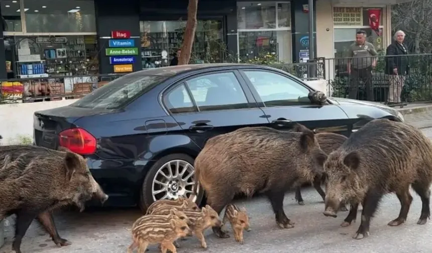 İzmir’in en pahalı semtleri domuzların da tercihi…  Yaban domuzu sürüleri kent merkezinde!
