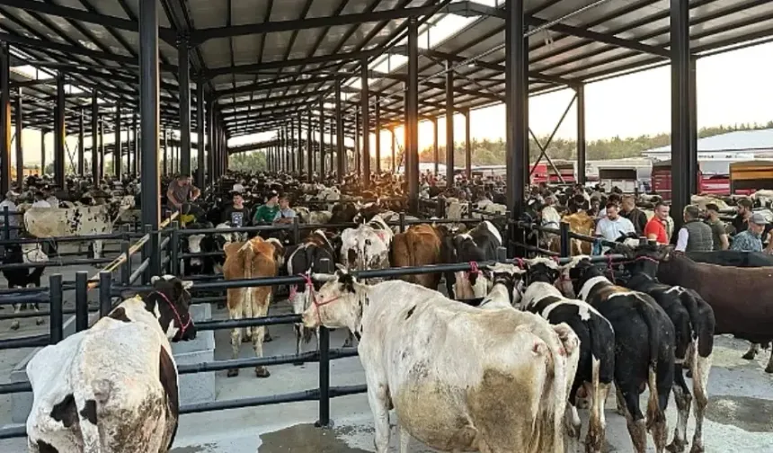 Tire’de üreticiyi sevindiren karar: Hayvan pazarı açılıyor