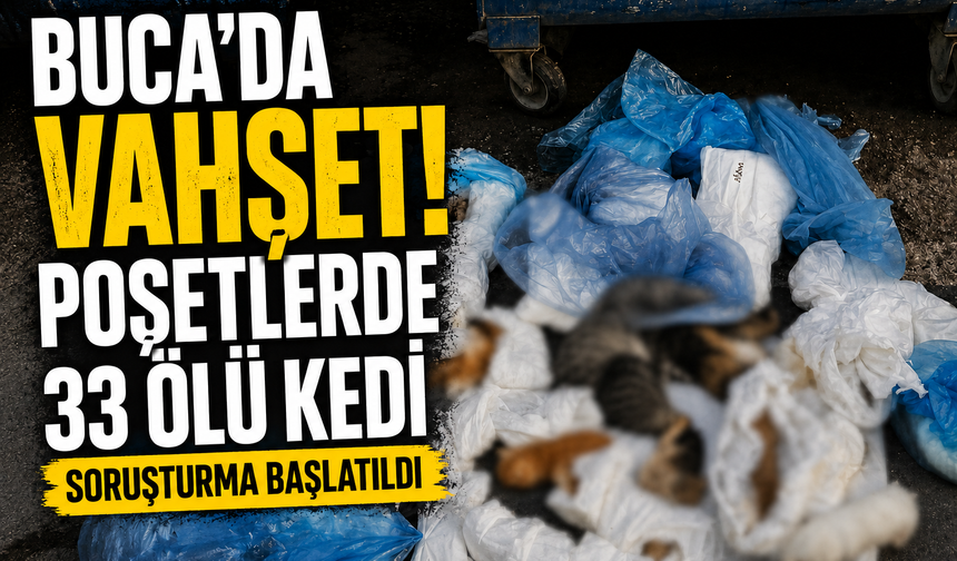 Buca’da hayvan katliamı şüphesi... 33 kedi ölü bulundu