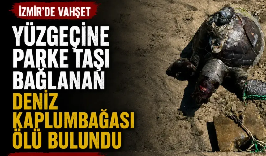 İzmir’de yüzgecine parke taşı bağlanan kaplumbağa ölü bulundu