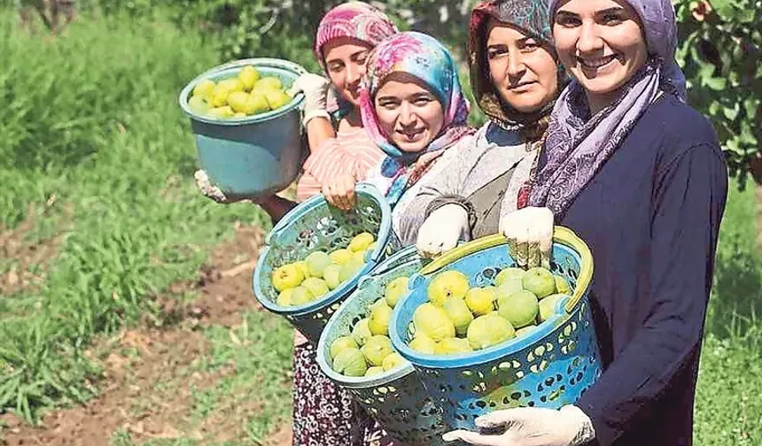 Aydın’da kuru incir için güç birliği: Beş maddelik plan açıklandı