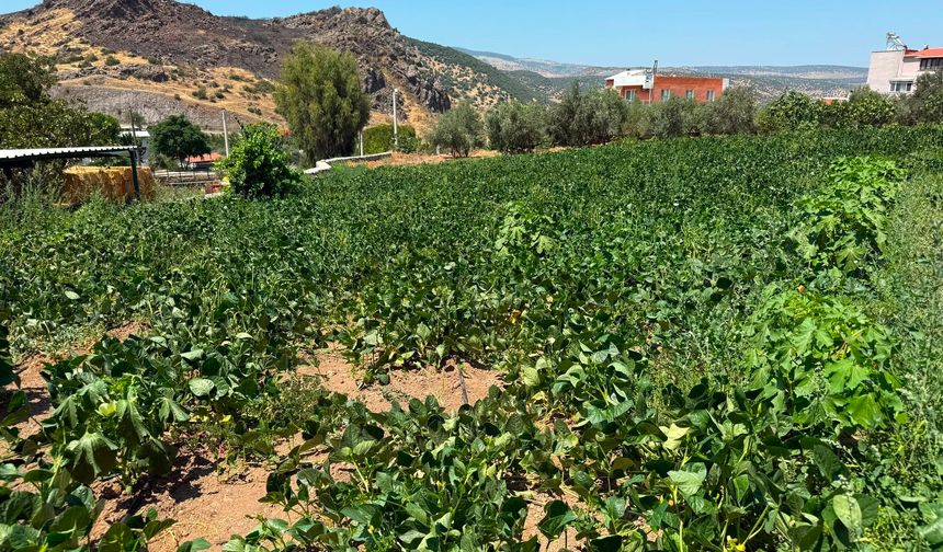 Menemen Ayvacık'ta 3 kilometrelik hatla tarımsal sulama başladı