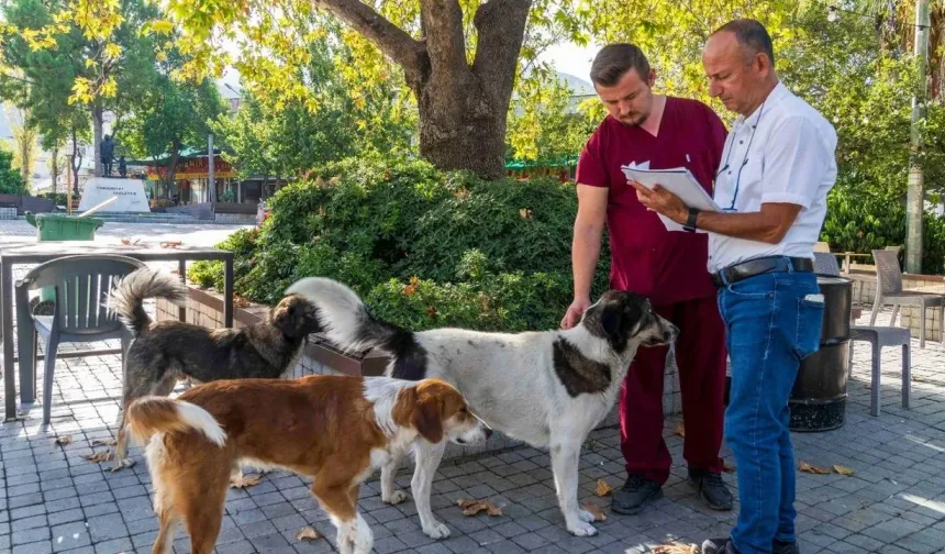 Bayındır’da sahipsiz hayvanlar için doğal yaşam alanı kuruluyor