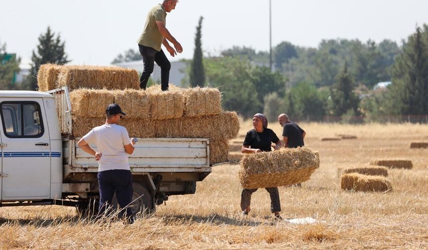 Buca Belediyesi’nden hayvancılığa can suyu: Hasattan kalan saman üreticiye ulaştı