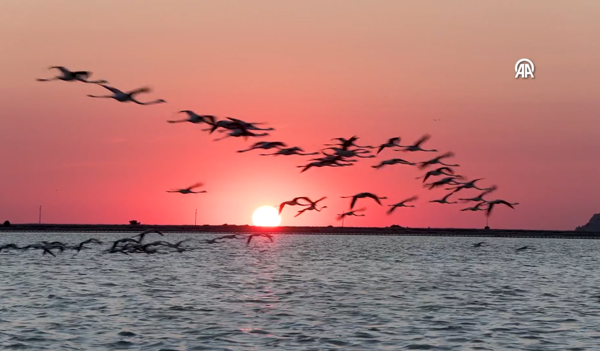 Dünyanın en büyük yapay flamingo adasında yavru bereketi
