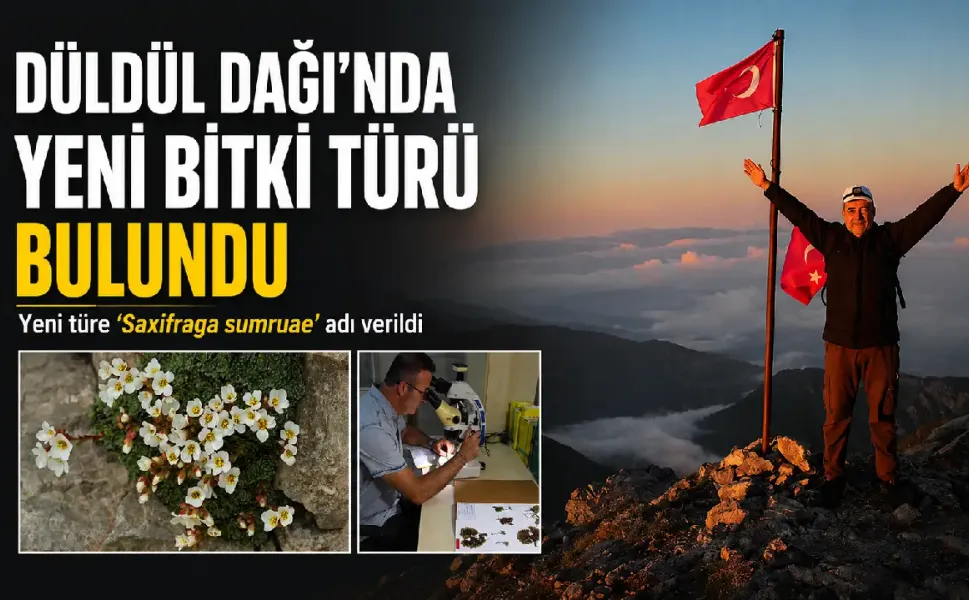 Ege Üniversitesi akademisyeni Düldül Dağı’nda keşfettiği yeni türe eşinin adını verdi: Sumru