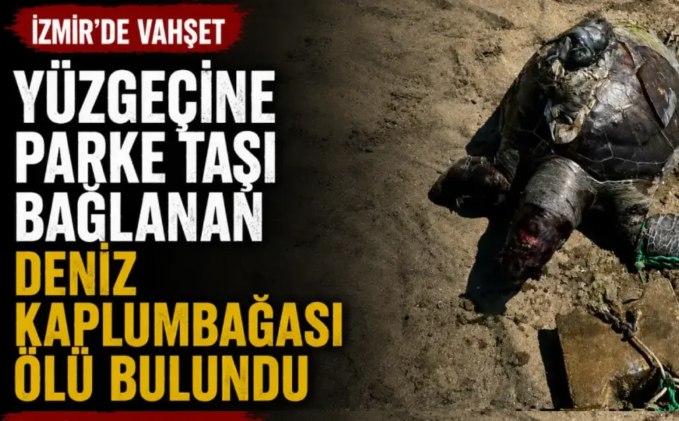 İzmir’de yüzgecine parke taşı bağlanan kaplumbağa ölü bulundu