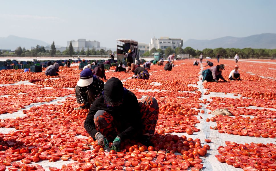 Kurutulmuş domates 91 ülkeye ulaştı, hedef 100 milyon dolar