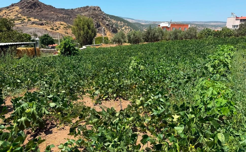 Menemen Ayvacık'ta 3 kilometrelik hatla tarımsal sulama başladı