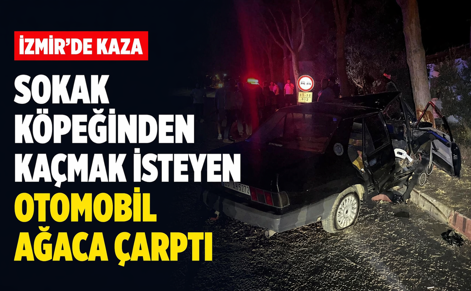 İzmir'de feci kaza: Sokak köpeğinden kaçmak isteyen otomobil ağaca çarptı!