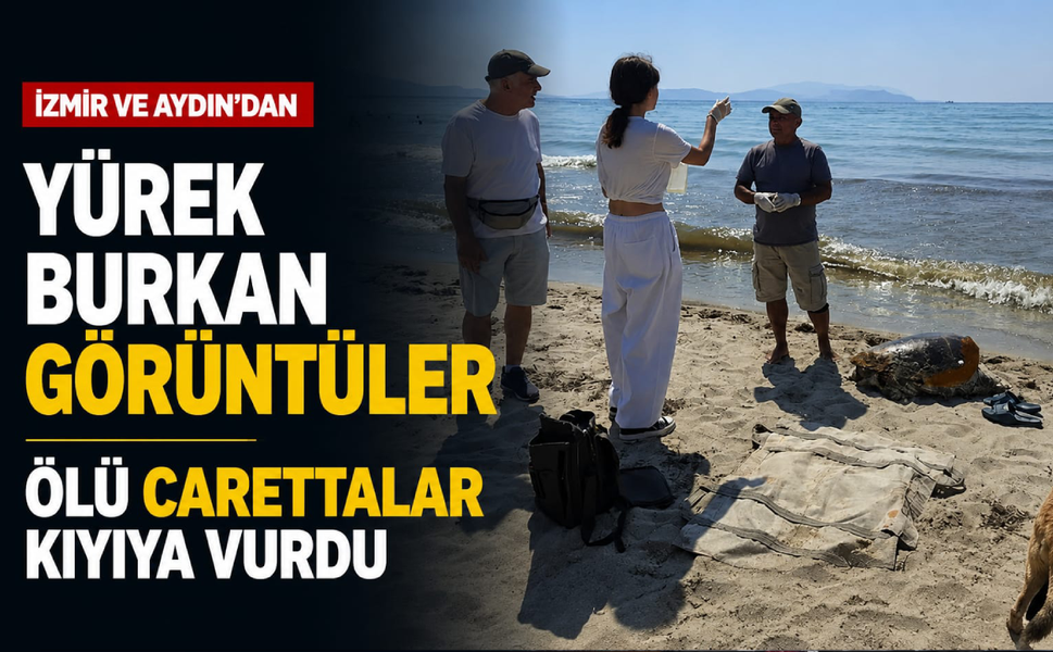 İzmir ve Aydın'dan yürek burkan görüntüler: Ölü carettalar kıyıya vurdu