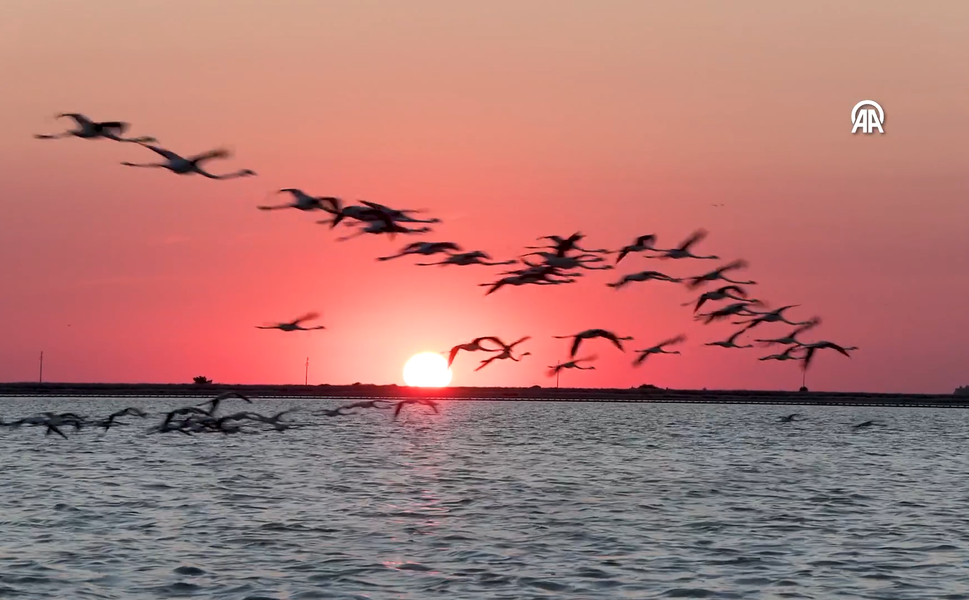 Dünyanın en büyük yapay flamingo adasında yavru bereketi