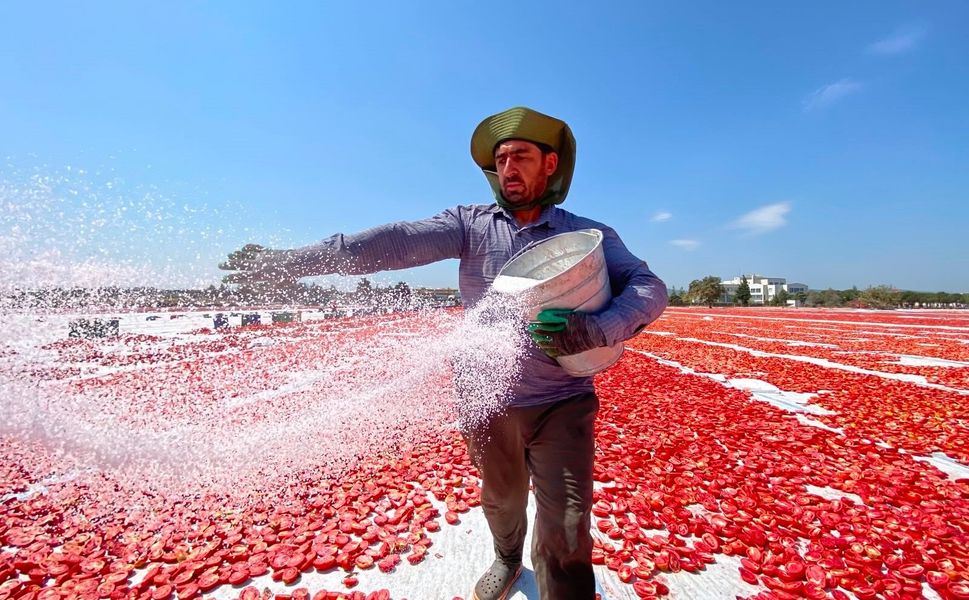 İtalyan pizzasına Torbalı imzası: Domatesler güneşe serildi, ova kırmızıya büründü